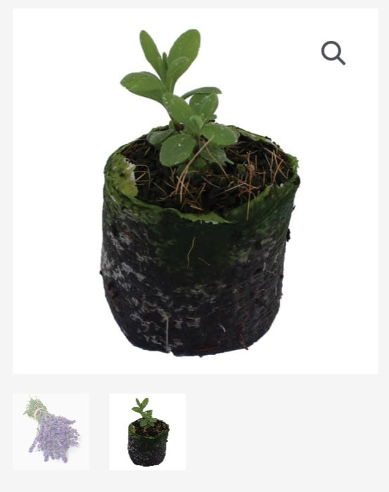 ORGANIC LAVENDER