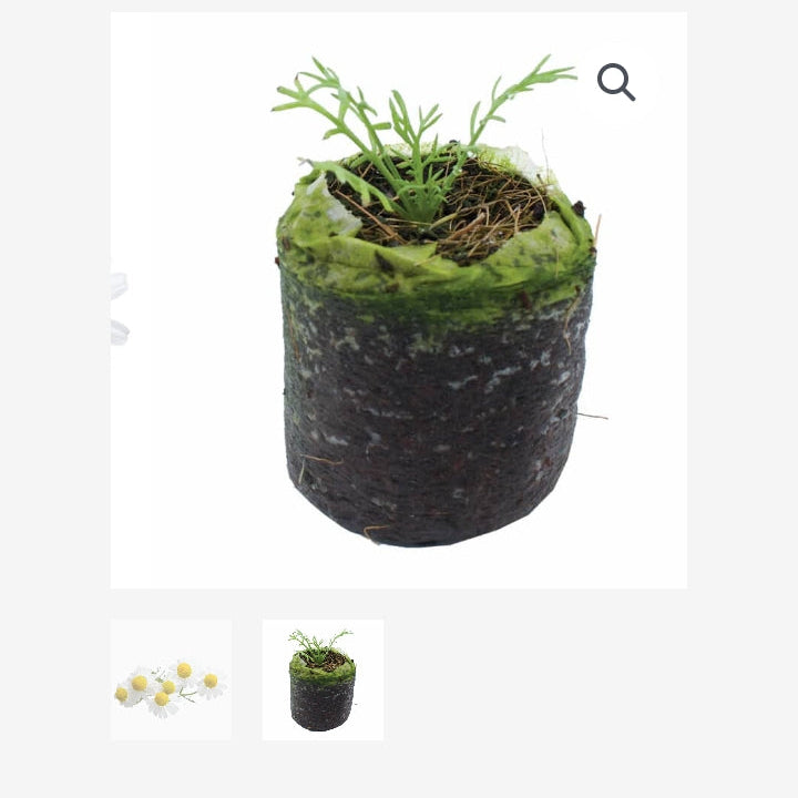 ORGANIC CHAMOMILE