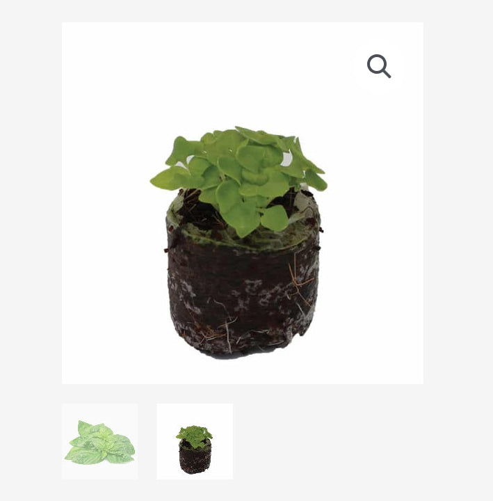 ORGANIC BASIL