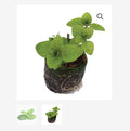 ORGANIC MINT