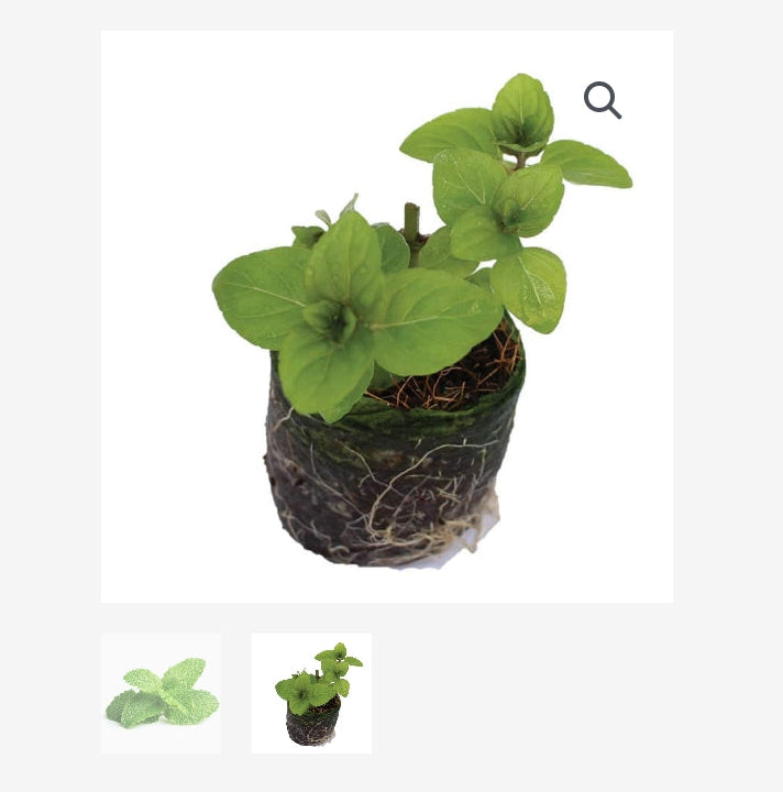 ORGANIC MINT