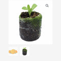 ORGANIC CALENDULA