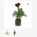 ORGANIC MARIGOLD