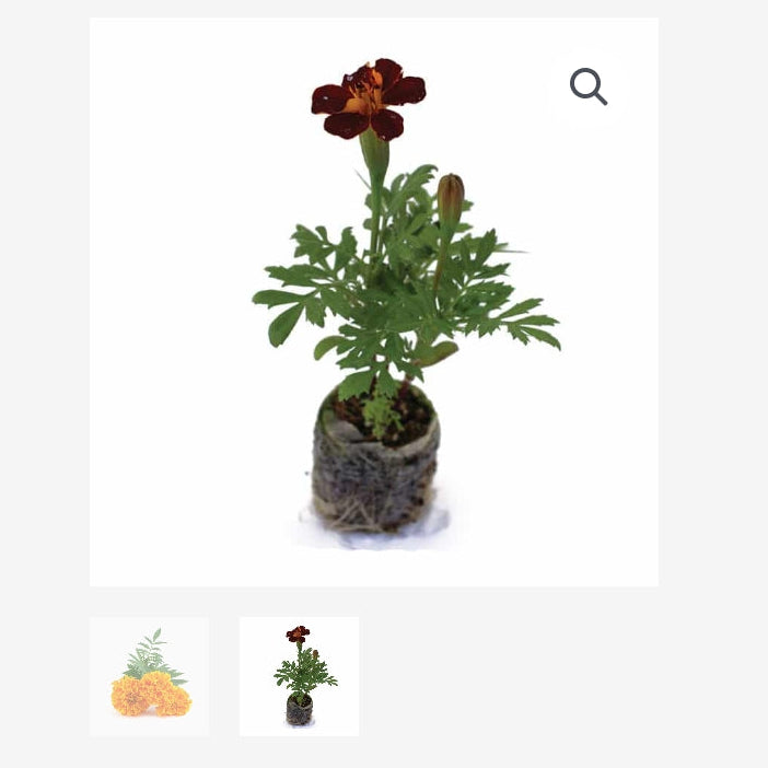 ORGANIC MARIGOLD
