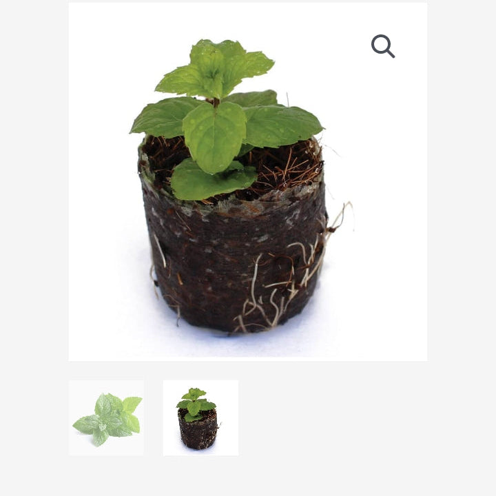 ORGANIC PEPPERMINT
