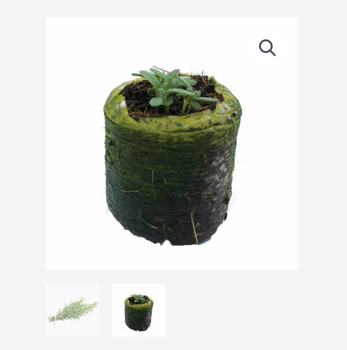 ORGANIC ROSEMARY