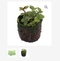 ORGANIC OREGANO