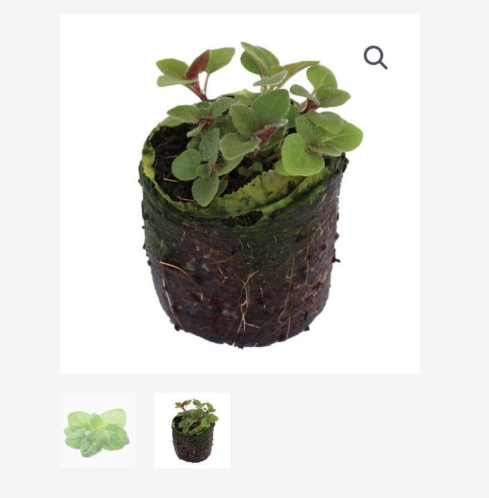 ORGANIC OREGANO